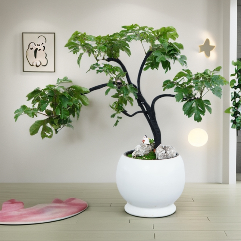 福禄桐组合盆栽