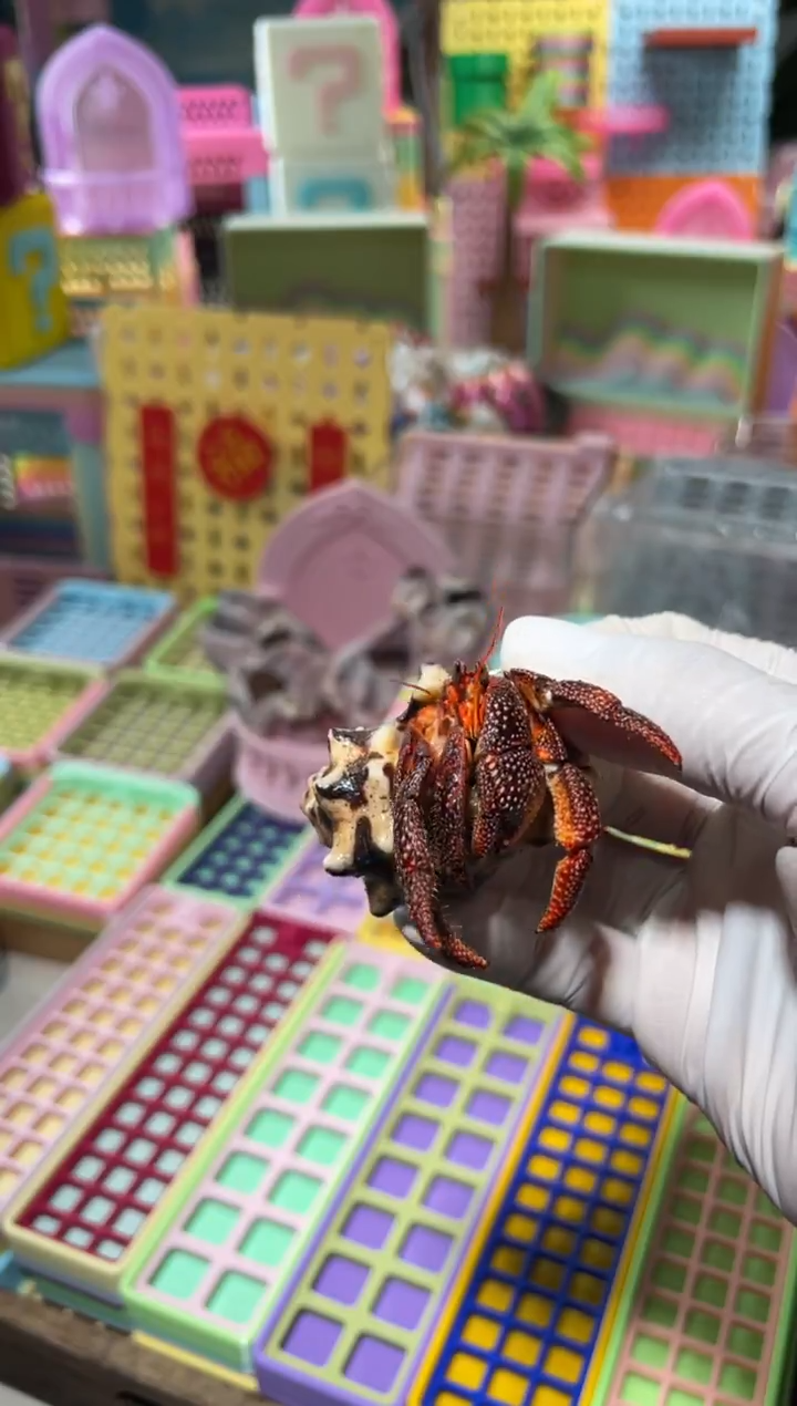 陌派有钳寄居蟹337黑莓