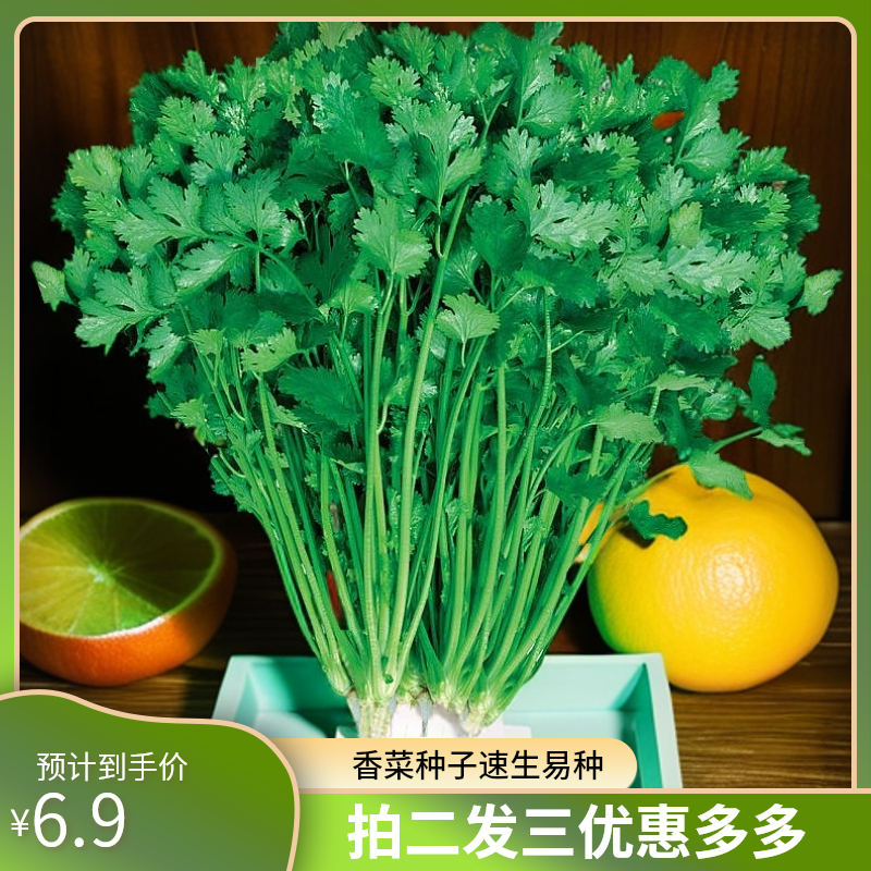 【拍二发三】速生大叶香菜种子                                  