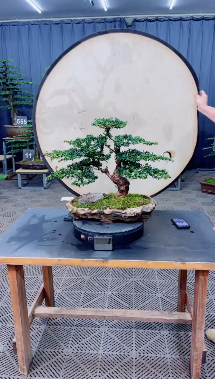 无花朵盆景.......