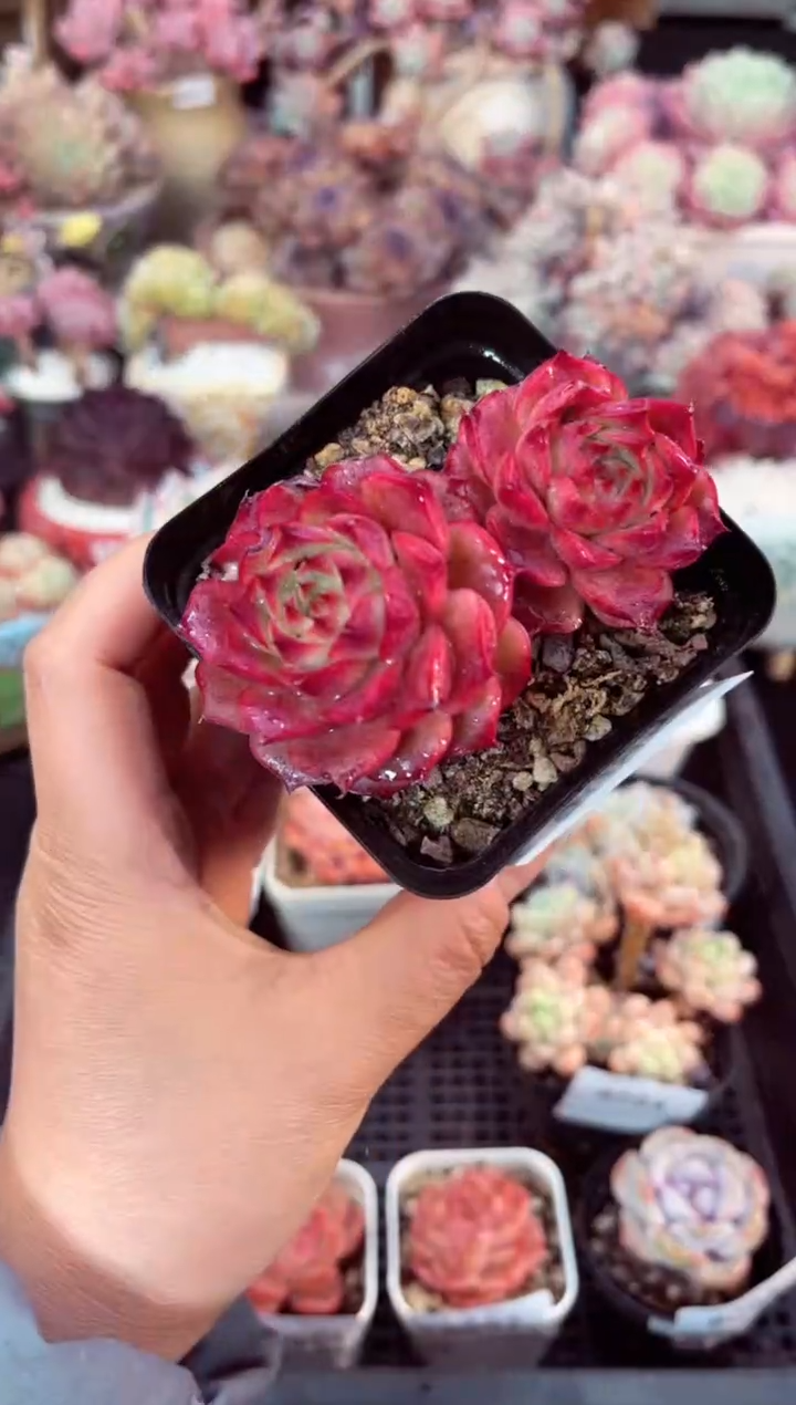 【闪购商品】8095双头海螺杂多肉