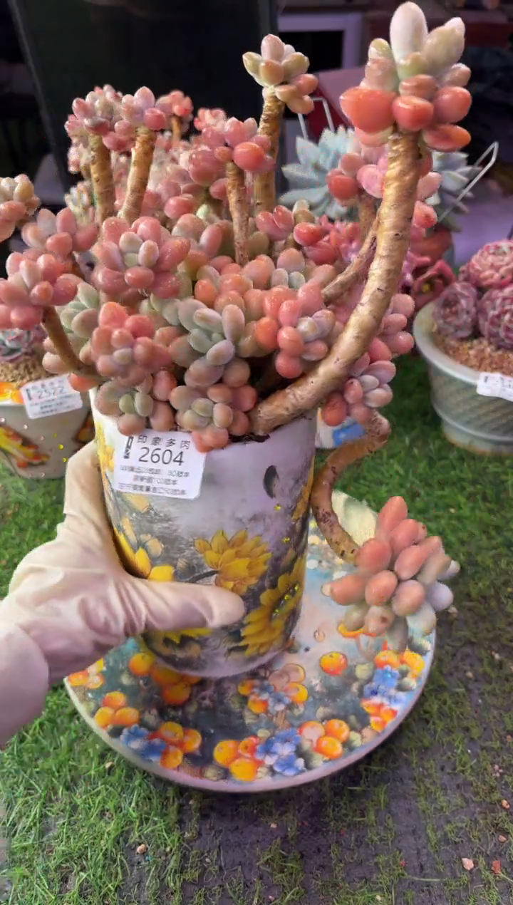 昆明印象多肉2604