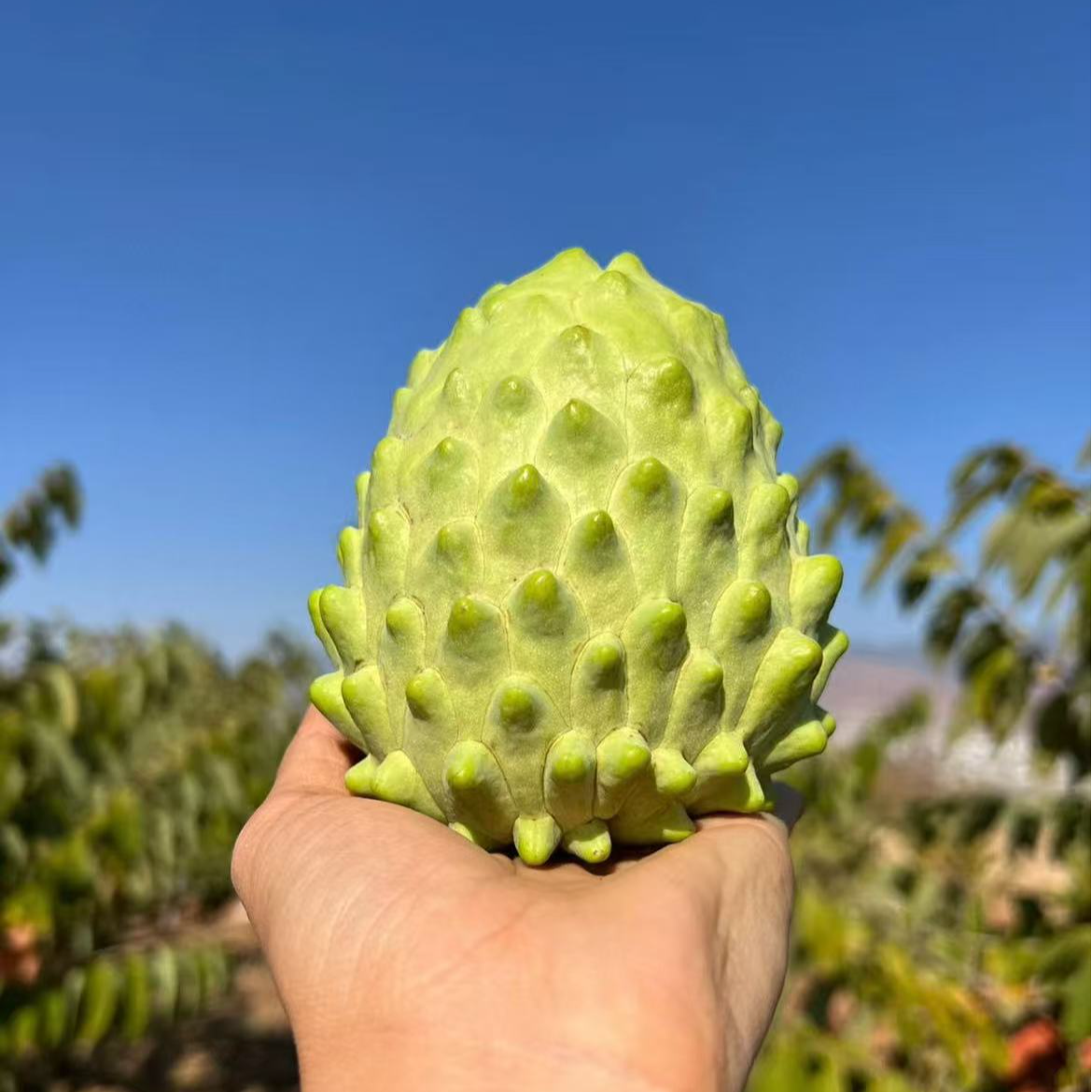 广西现摘牛奶凤梨释迦果凤梨番荔枝牛奶释迦果