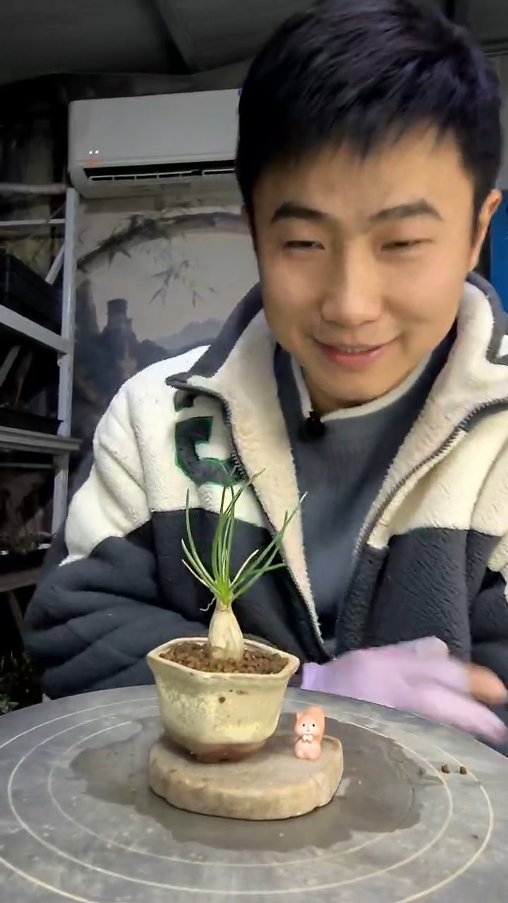 ?****品中青园艺一物一拍花163