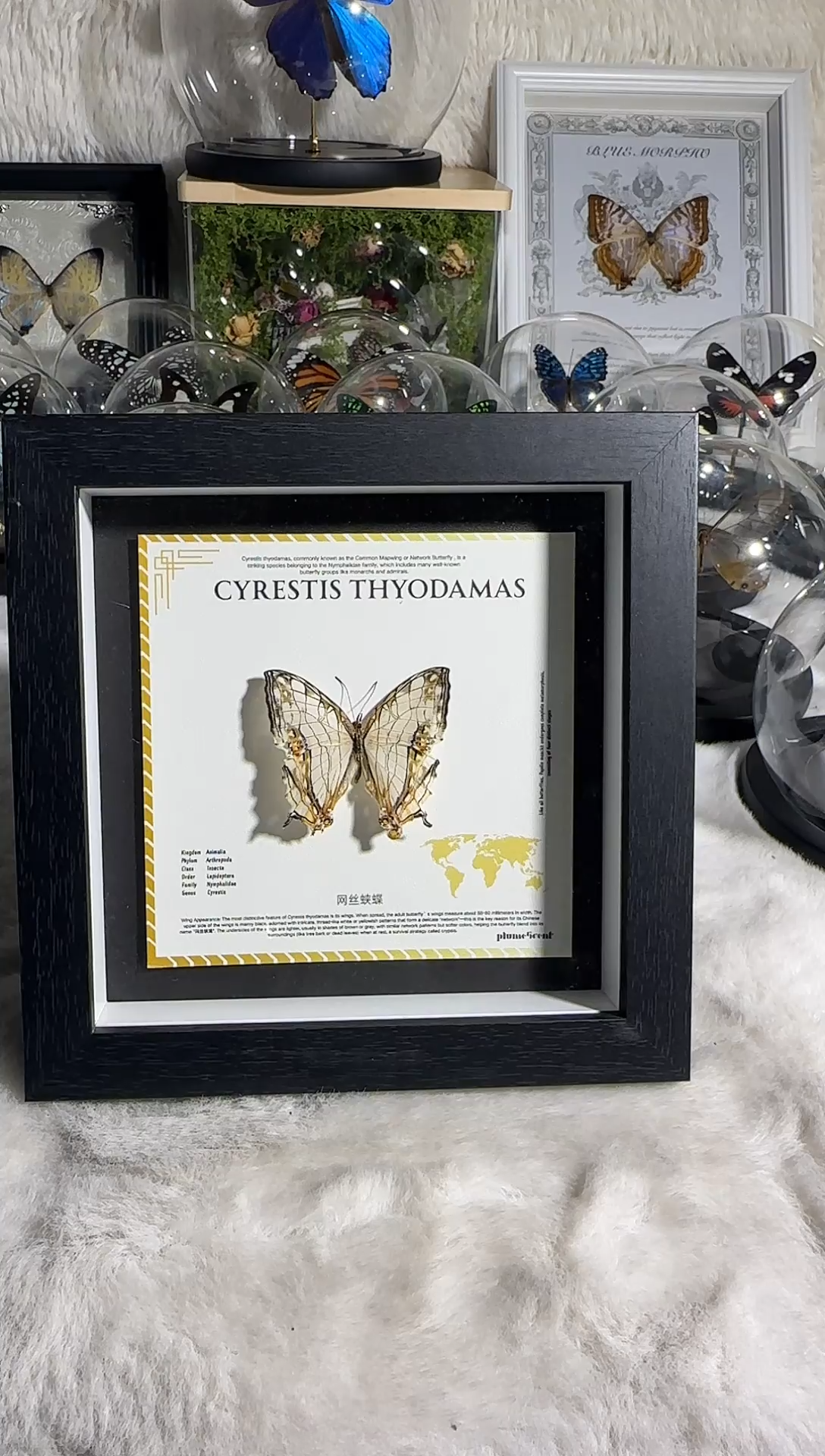 有机玻璃网丝蛱蝶    