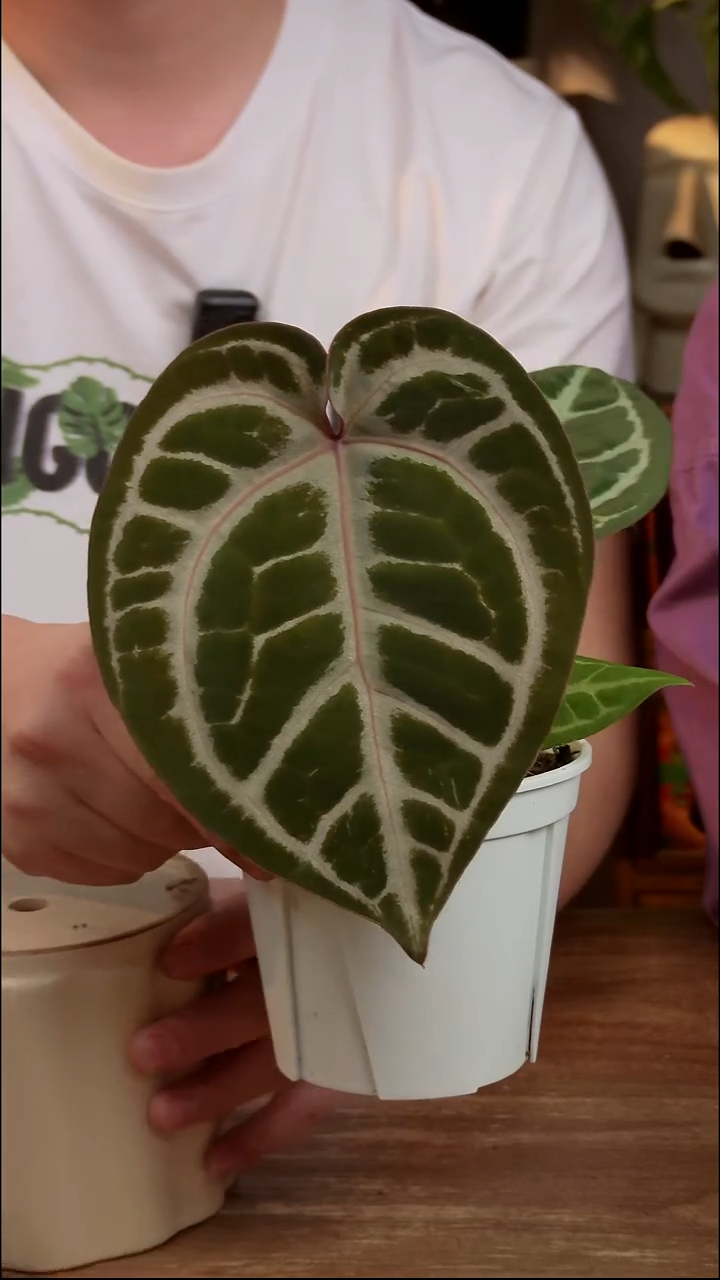 不开花植物粉柠檬x银月饼