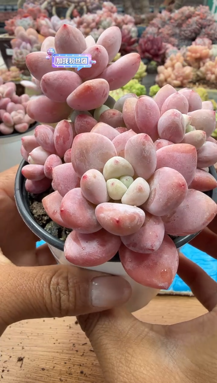 东云多肉园二店-86