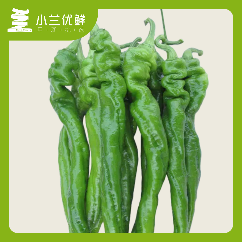 精品陇椒