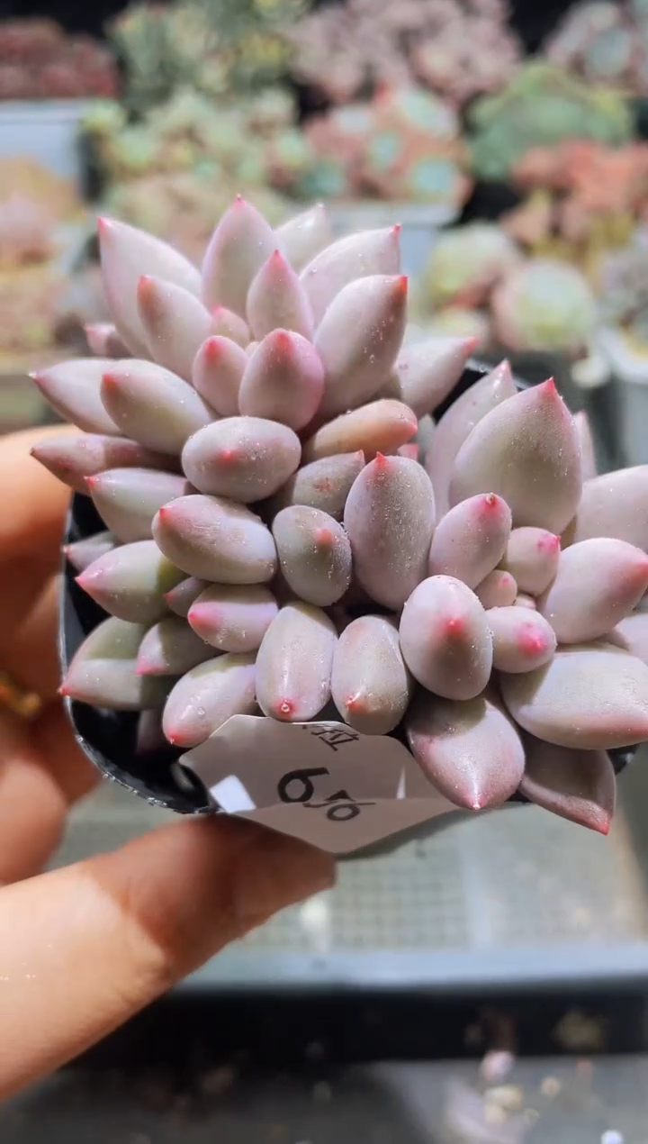 【闪购商品】656车厘子