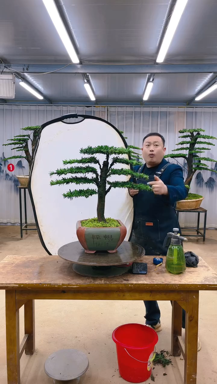 精品盆景  一物一拍