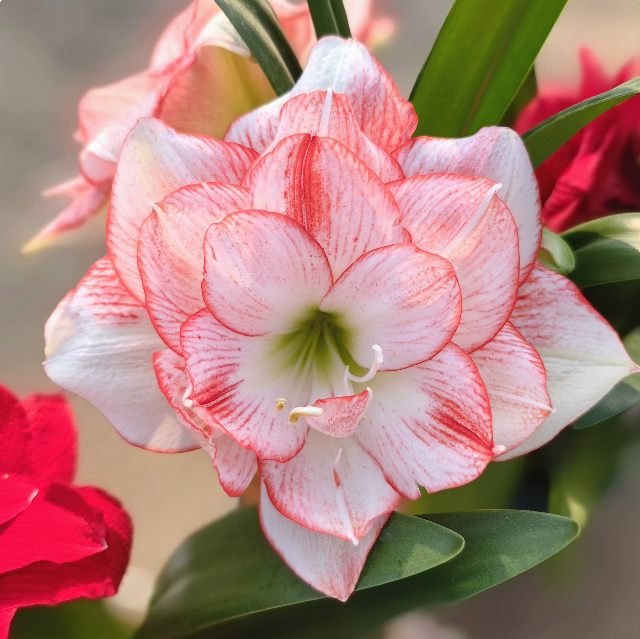 现挖【北方姑娘】对版现货重瓣朱顶红种澳朱四季种植