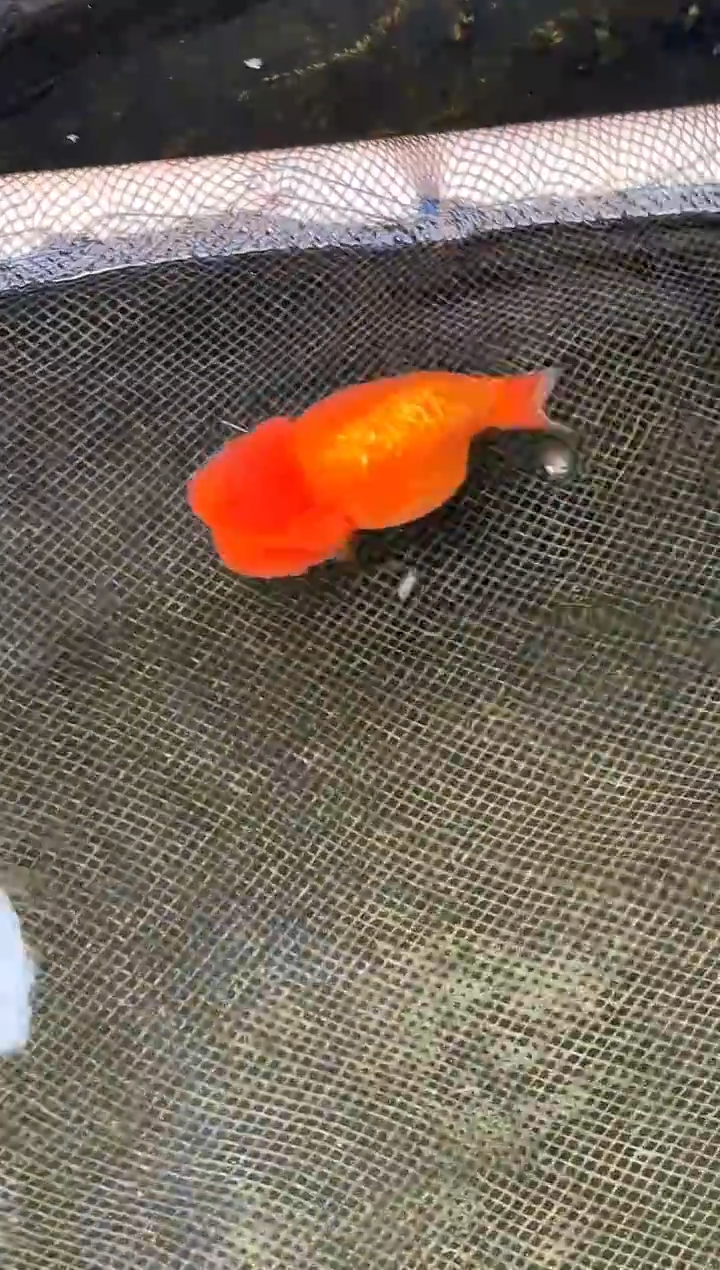 金鱼波*水娃娃观赏鱼兰寿金鱼  不包邮