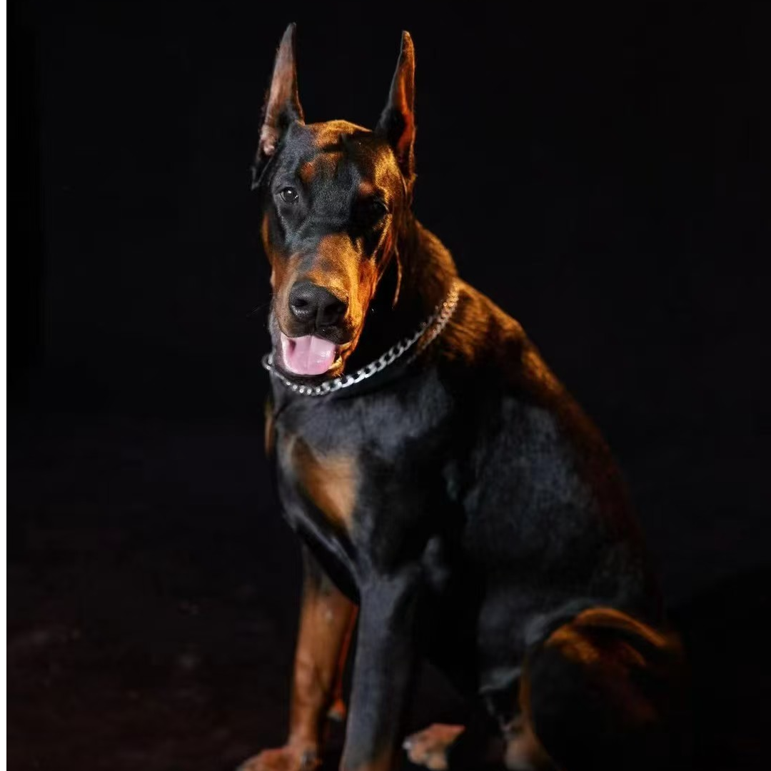 凯琪德系杜宾犬活体狗狗宠物疫苗齐全