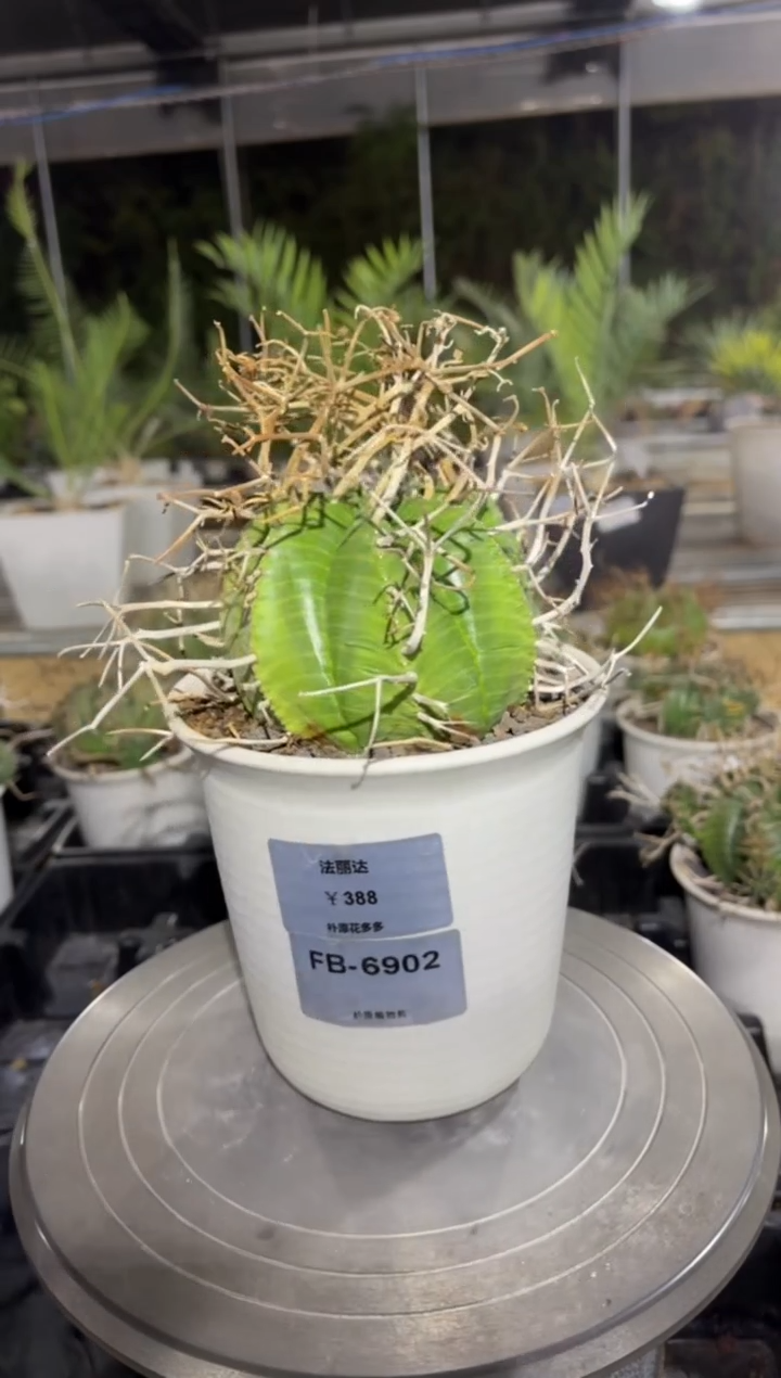 法丽达大戟FB-6902