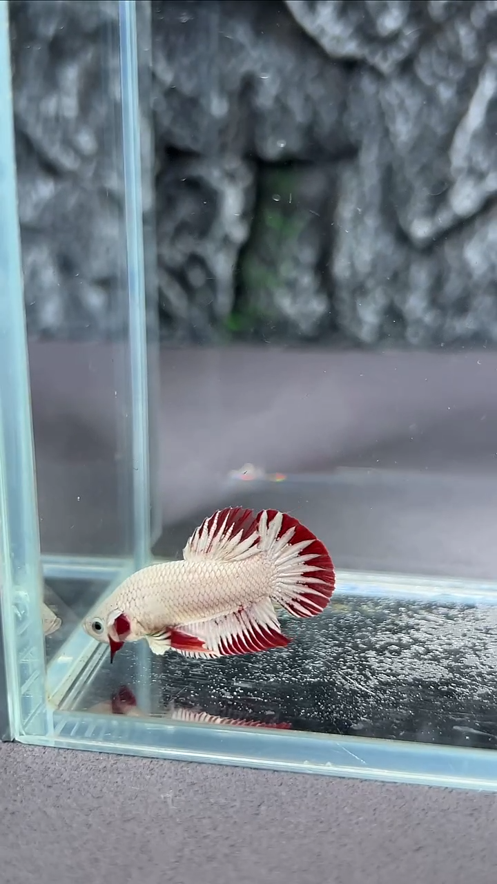 斗鱼竞拍链接A047