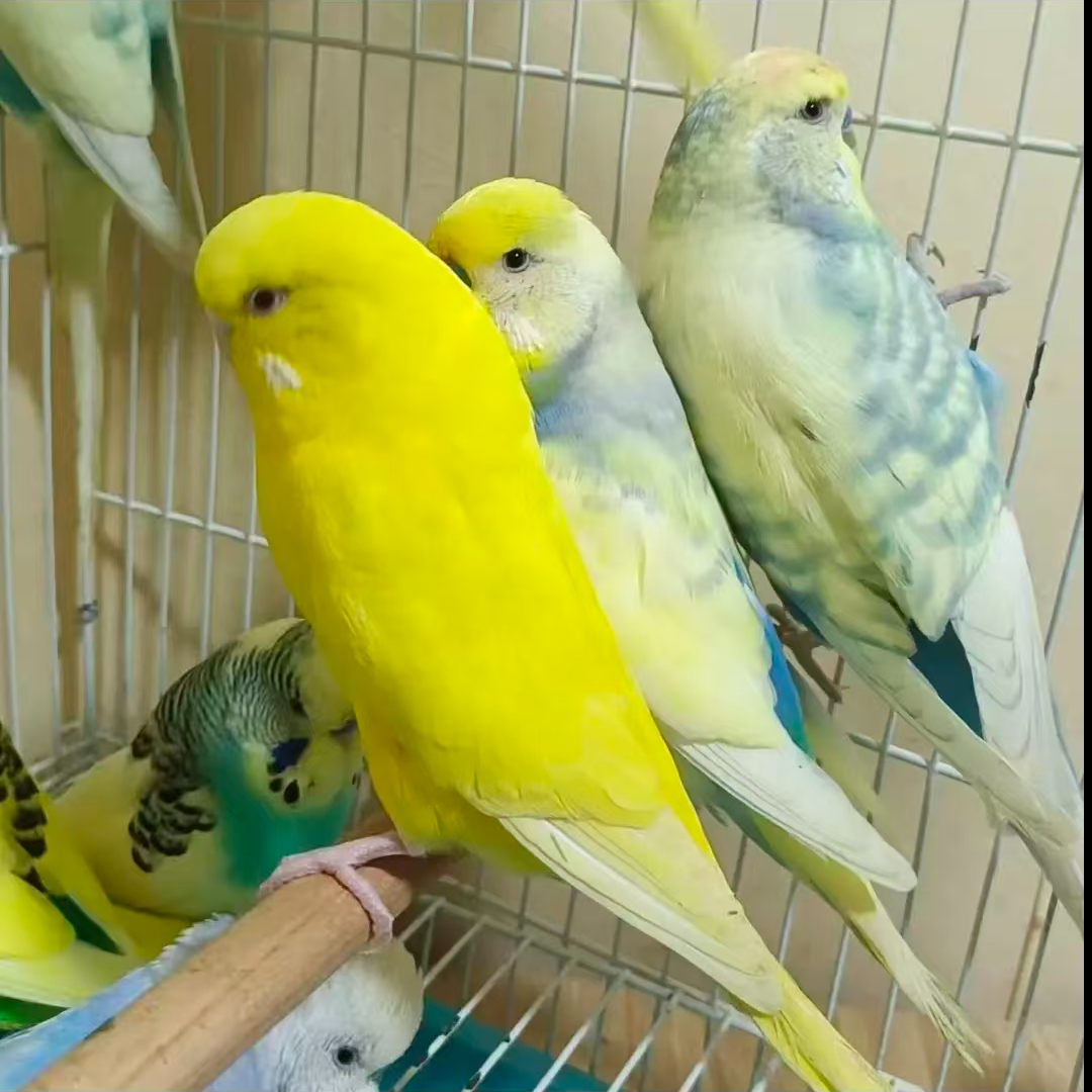 特色大头颜色随机