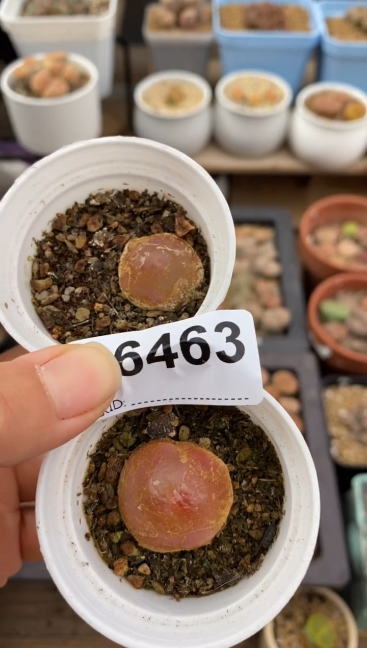 6463直播一物一拍