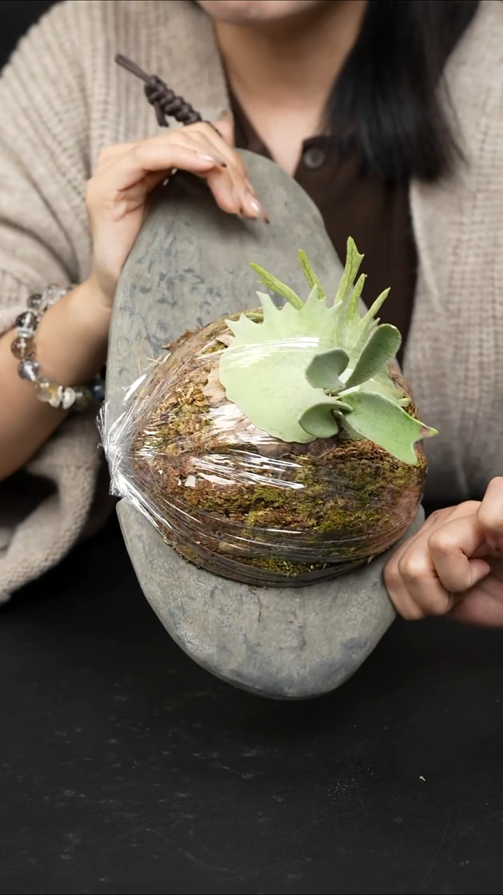 不开花植物LC1224 -09(2) AR