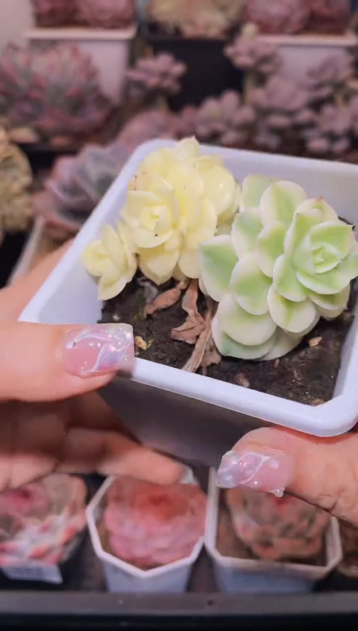 【闪购商品】457腊牡丹锦