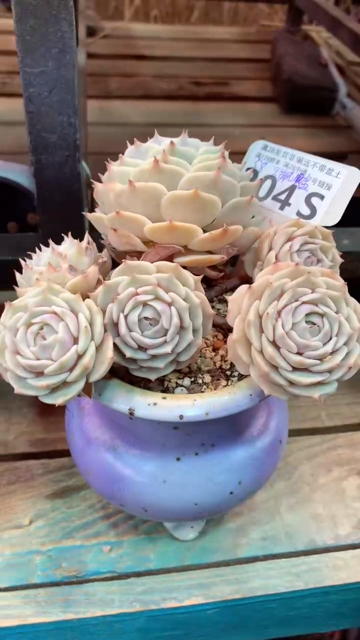 204S只走物流（一物一拍，精品多肉，所见即所得 ）