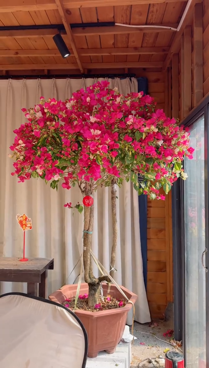 【闪购商品】盆景金心双色