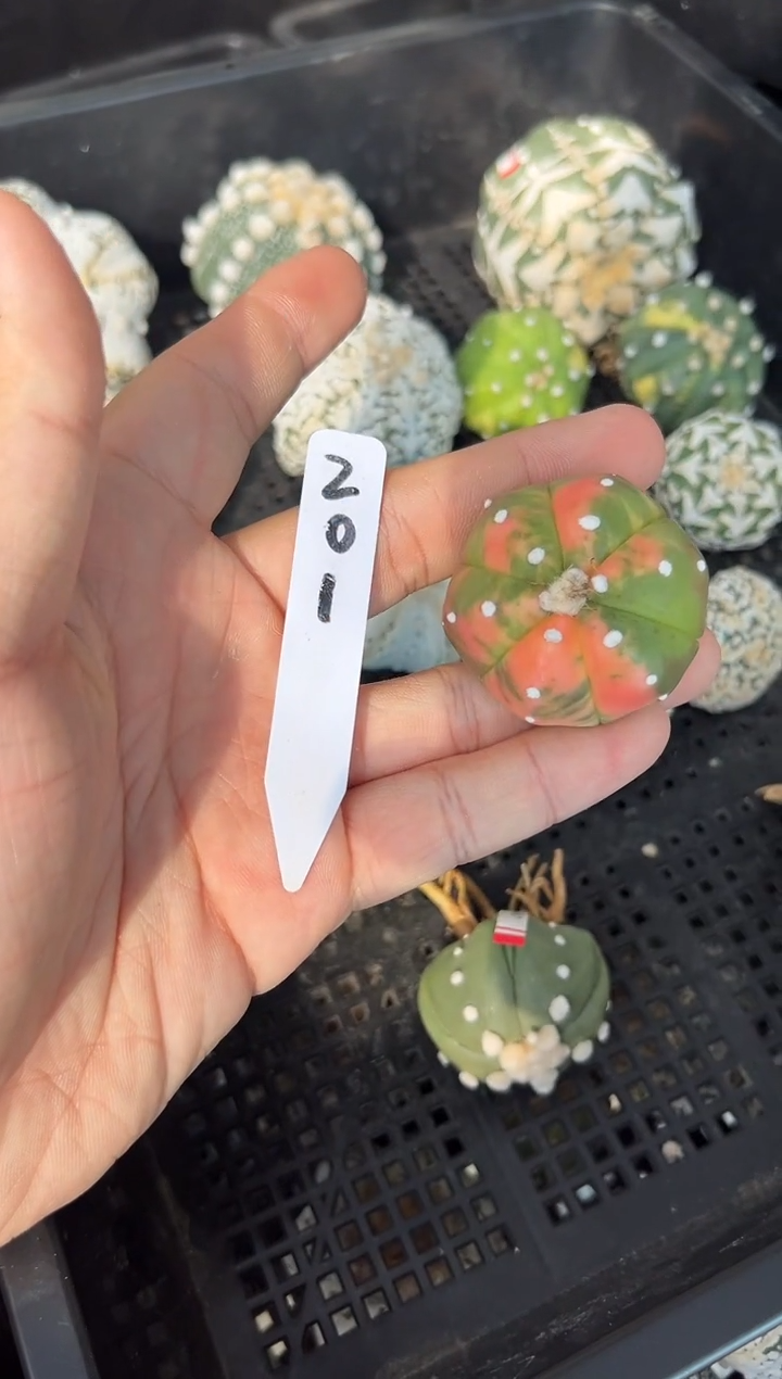 蓝**?不含盆土实生编码201