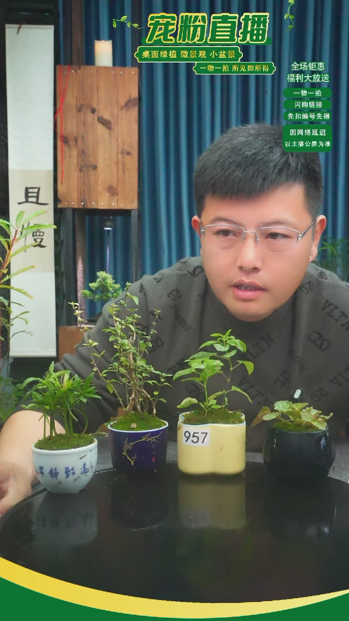 无花朵笑*苔藓微景观957号