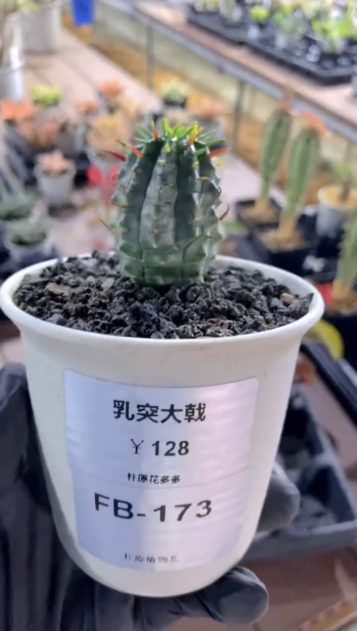 【闪购商品】乳突大戟FB-173