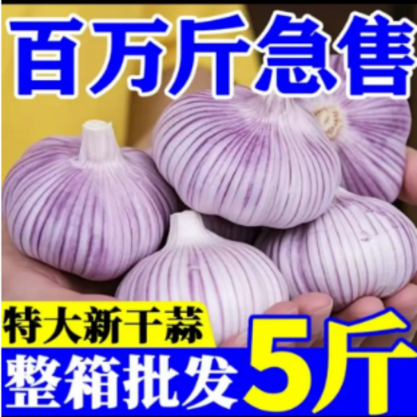 2025年新蒜干大蒜紫白皮大蒜多瓣蒜头干蒜农产品生鲜  大小混装