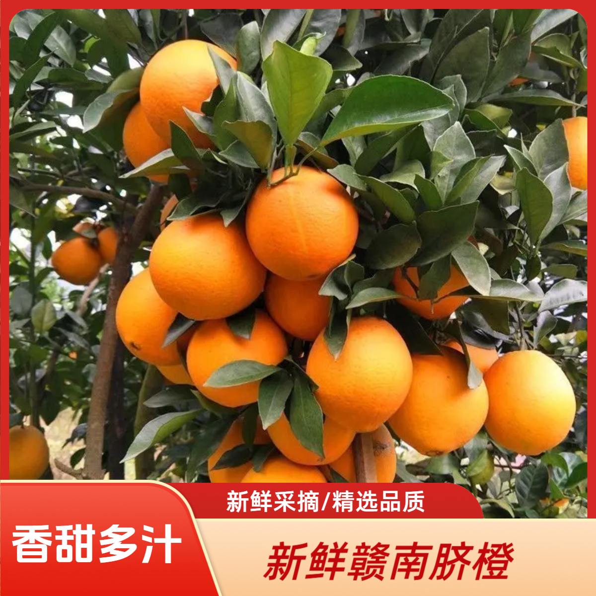 正宗江西赣南脐橙应季薄皮多汁橙子新鲜甜橙现摘现发产地直发