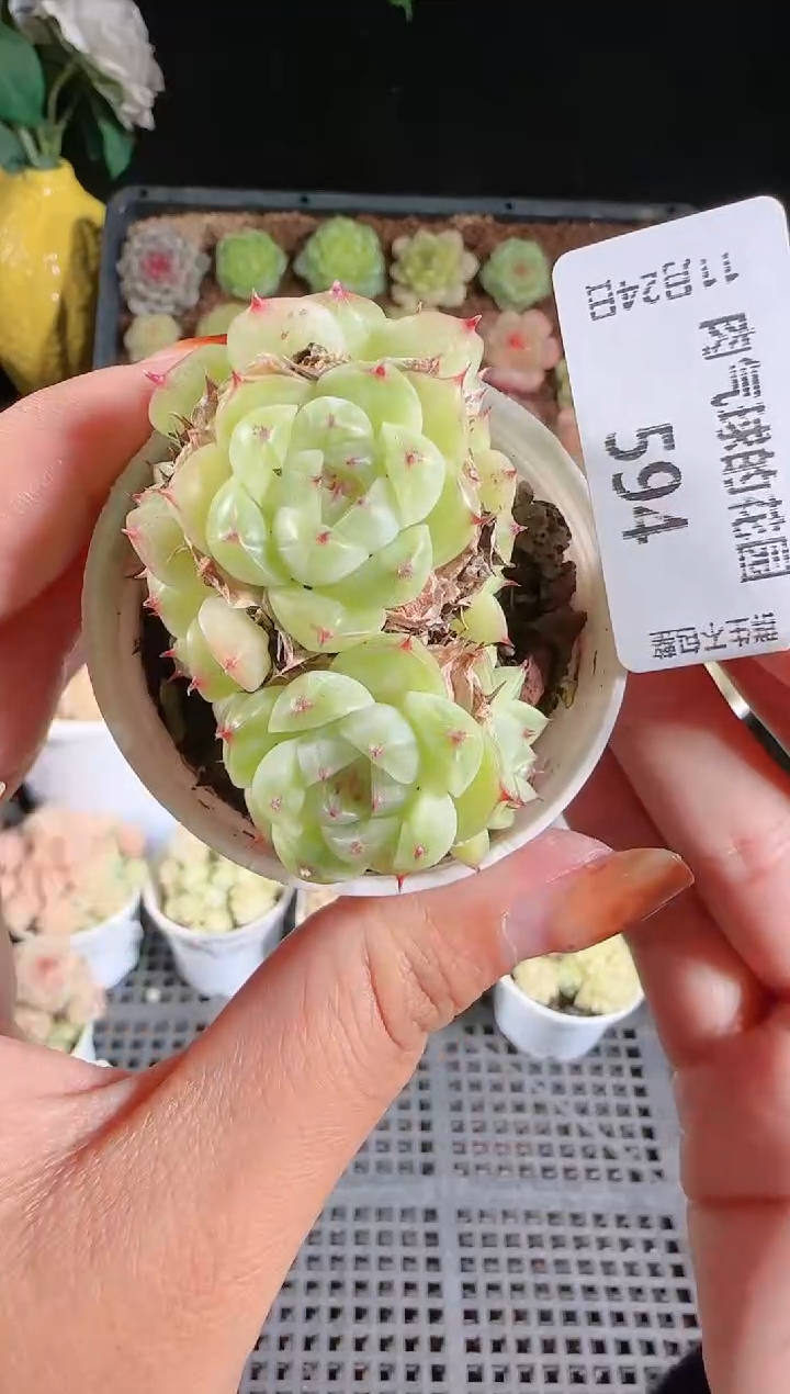 1124-594群生不包整