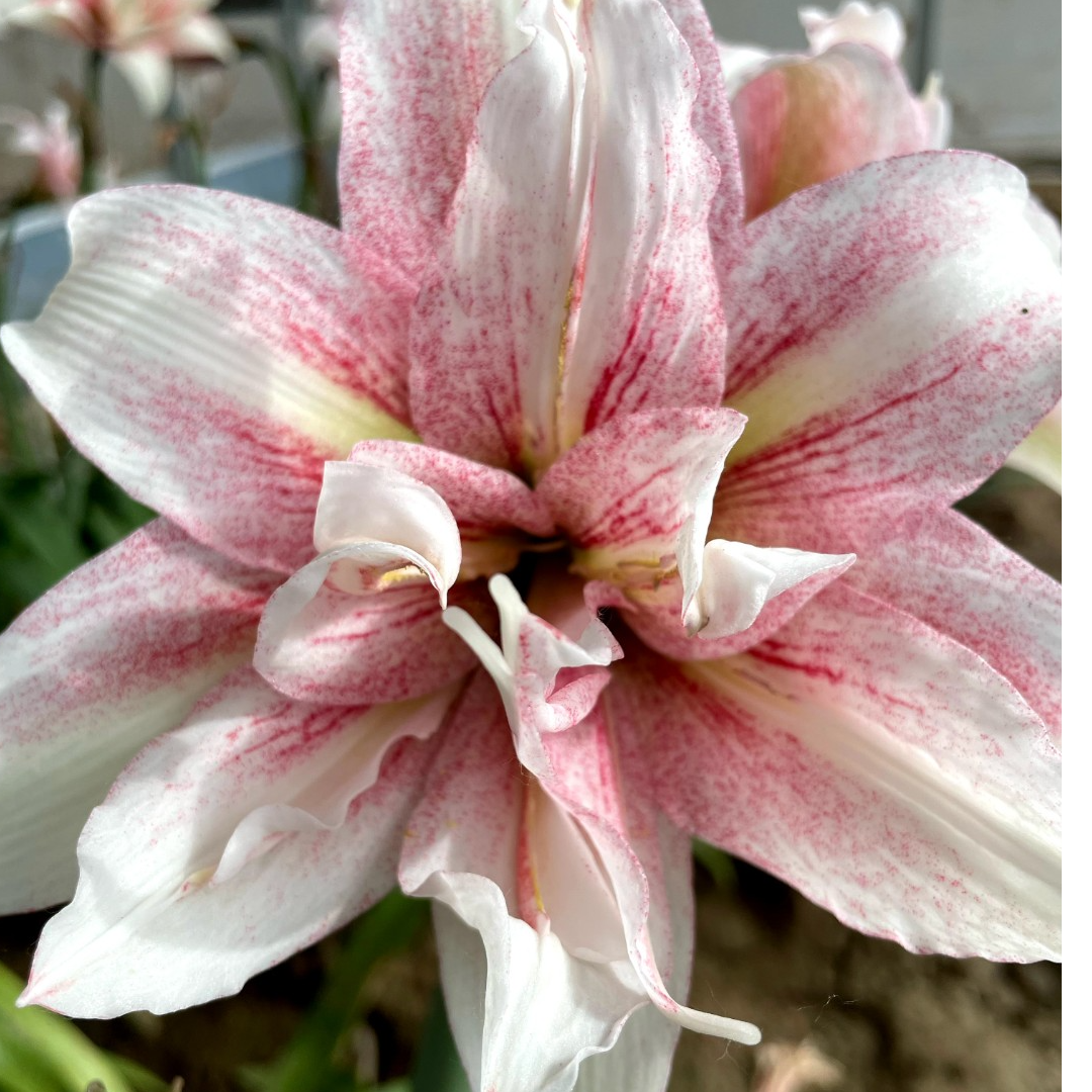 【香水朱顶红花】台朱重瓣朱顶红剪叶裸根发掉侧无售后