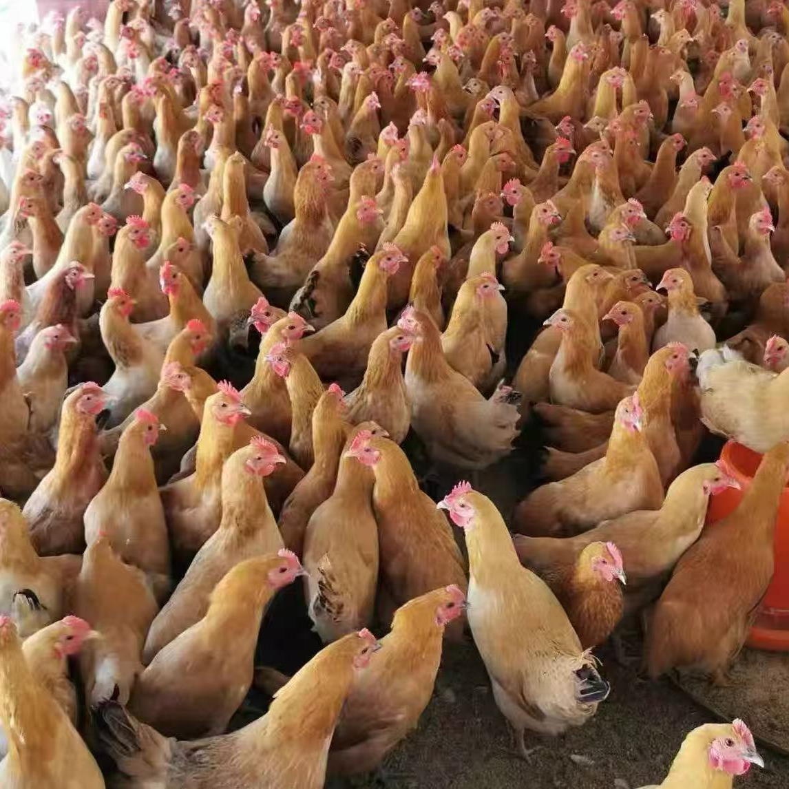 【发4只】农家散养三黄鸡发货包邮到手4只新鲜单只1.5斤  XYC1