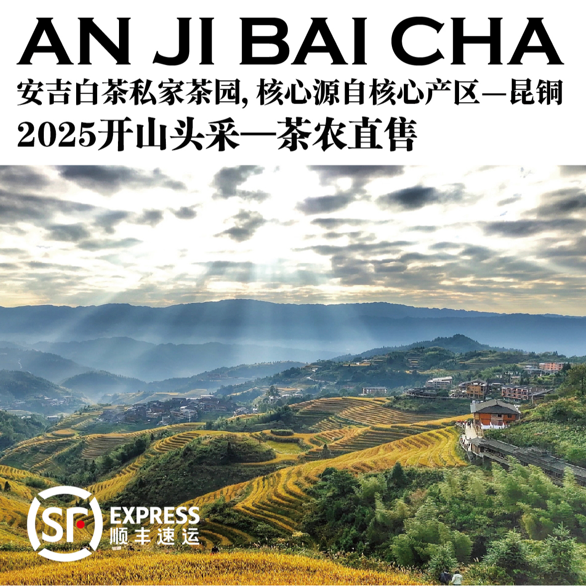 预售【安吉白茶开山茶】2025昆铜安吉白│核心一级产区-昆铜