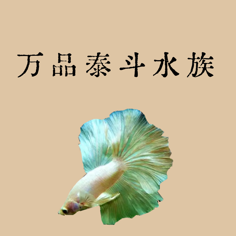 B9（193-216）泰国斗鱼精品鱼小型热带观赏鱼【直播间选鱼】