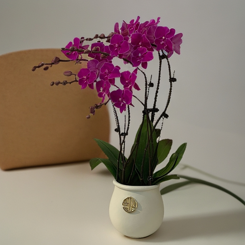 蝴蝶兰【喜洋洋】红色系好养耐养苗情优质 基地直发