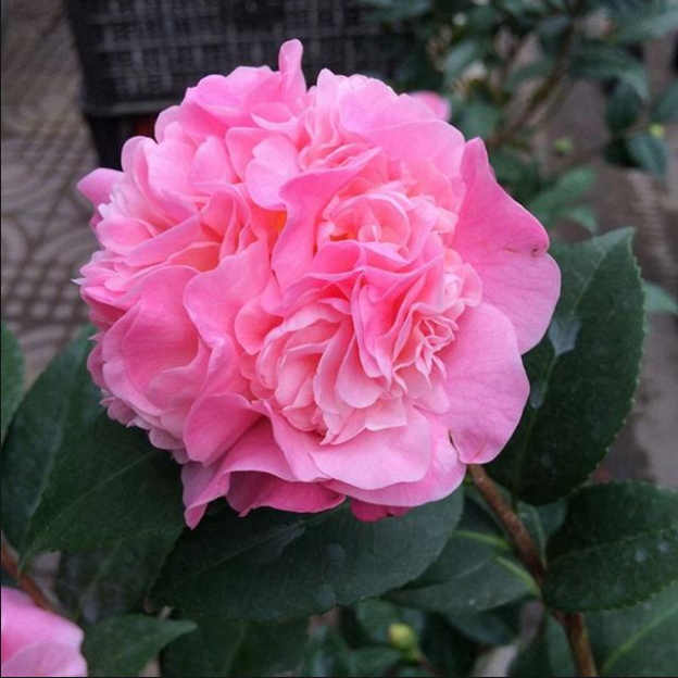 精品香妃山茶花《拍品不包邮》