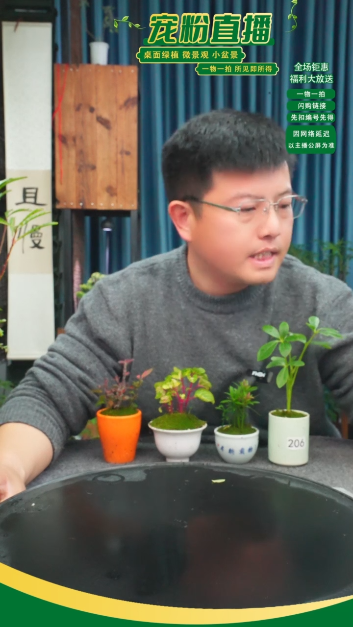 无花朵艾*?苔藓微景观206号