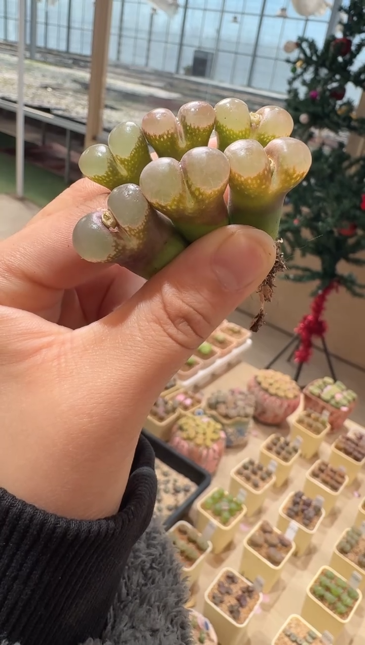 333多肉植物肉锥风铃一颗