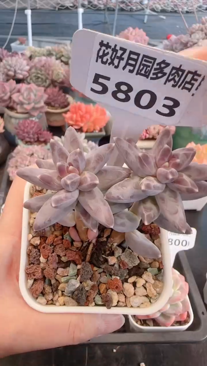 【闪购商品】5803.