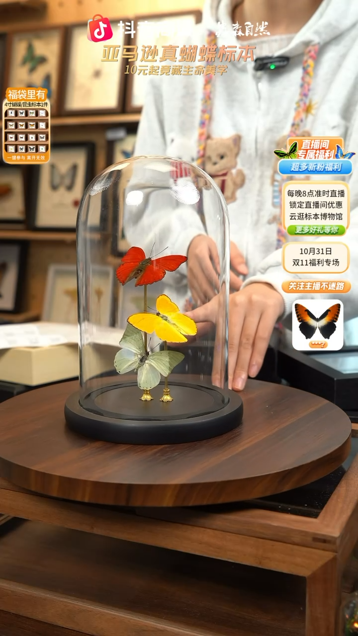 红绿黄三色蝴蝶玻璃罩