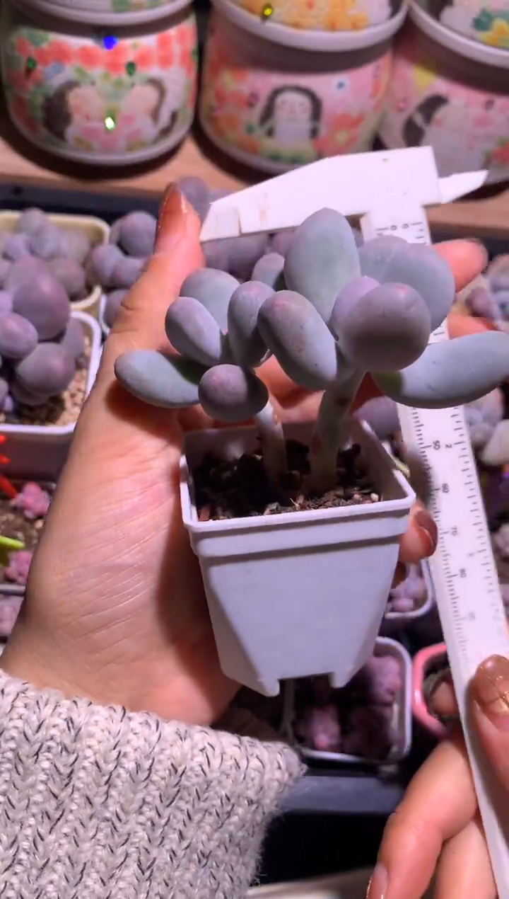 米可奶酪，满28包邮不满发一个叶片到付