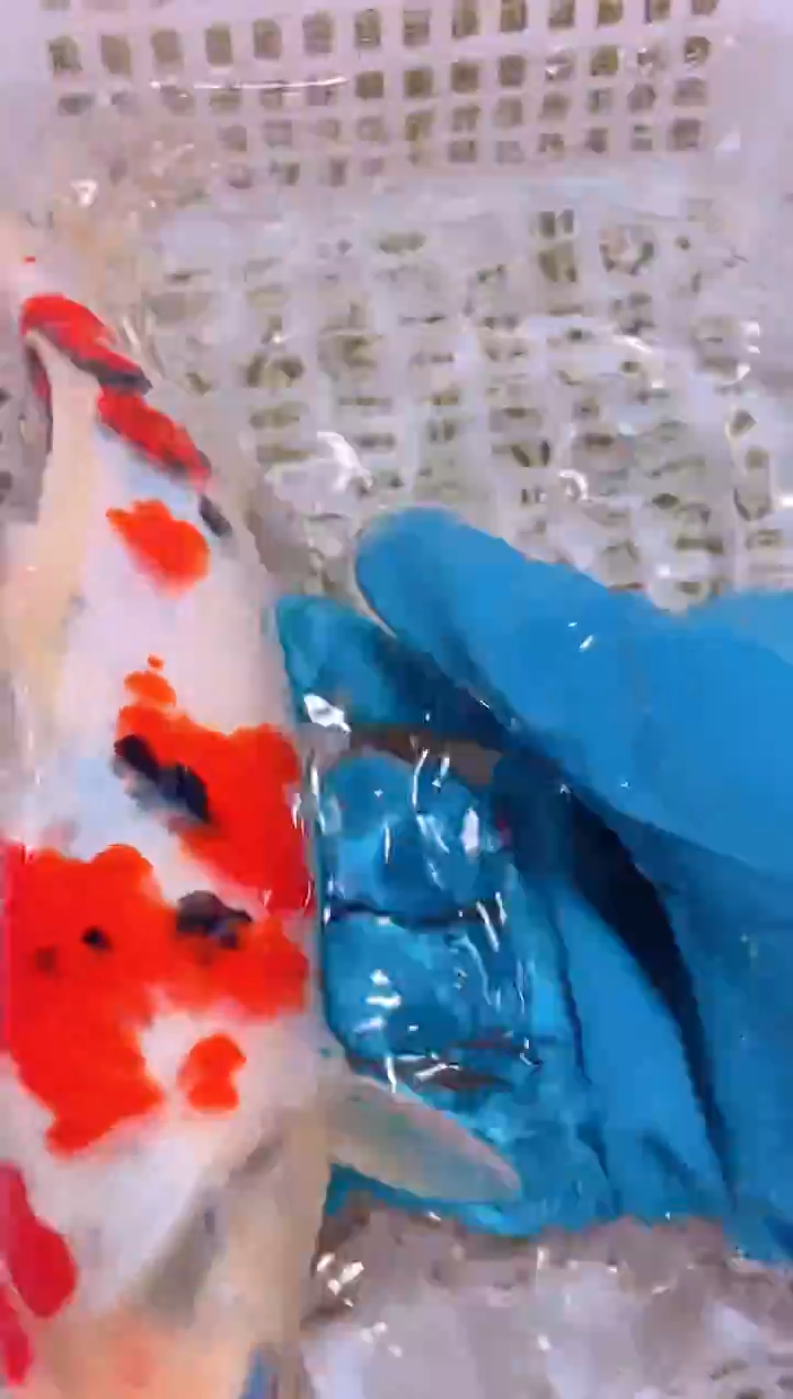 锦鲤冷水观赏鱼全场包邮69