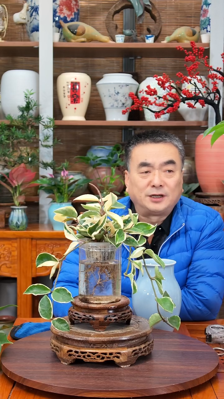 无花朵Y**S 水之韵水培 花叶球兰