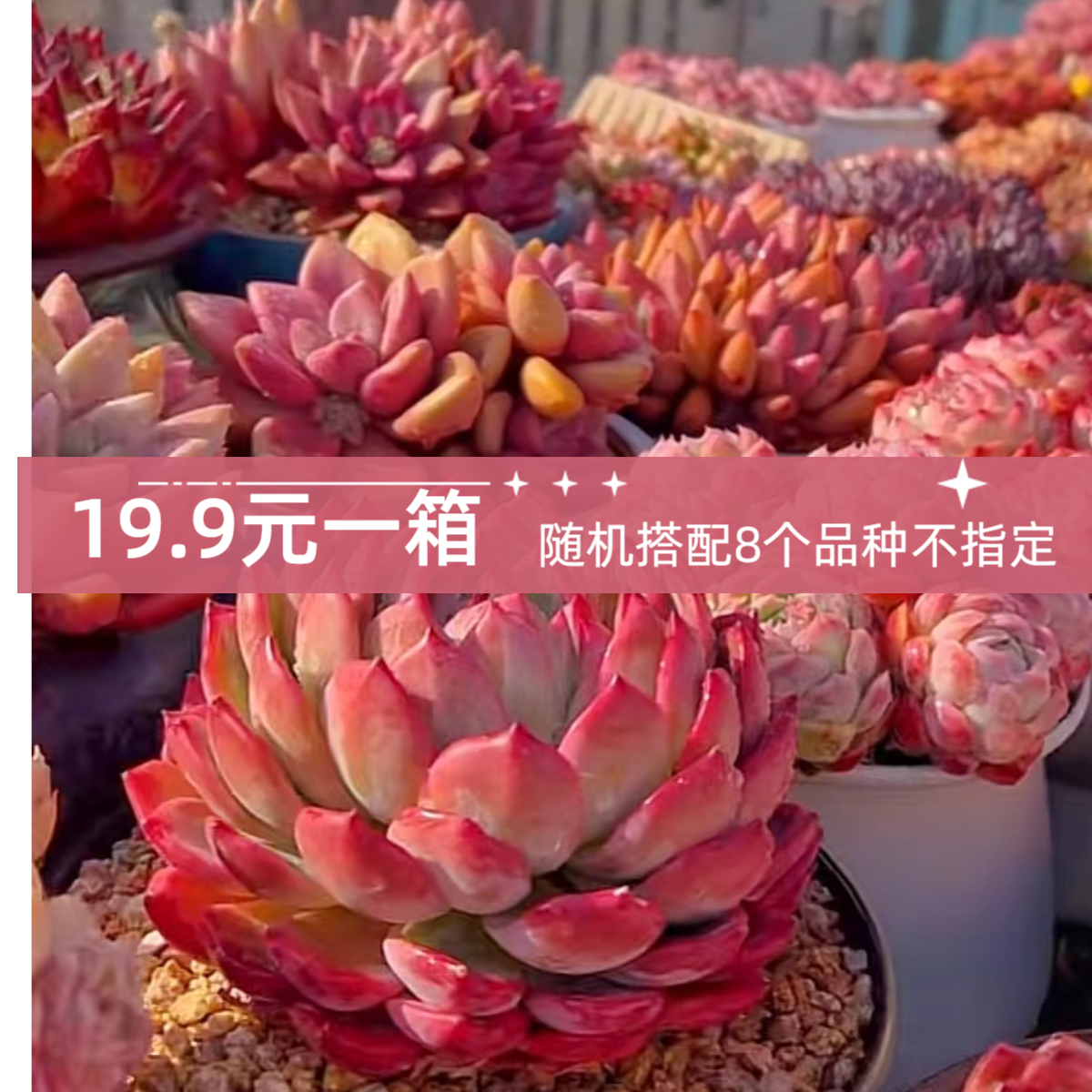 多肉随机搭配一箱（保8个品种）  多肉植物【一单包邮】好养经典多肉