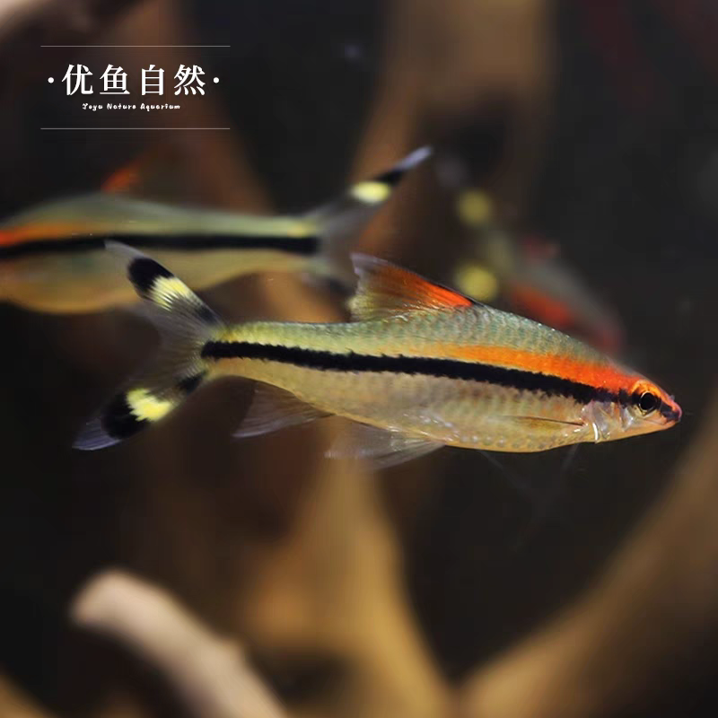 （北方）鱼库合集一眉道人、宝莲灯、钻石彩虹鲫等多种观赏鱼