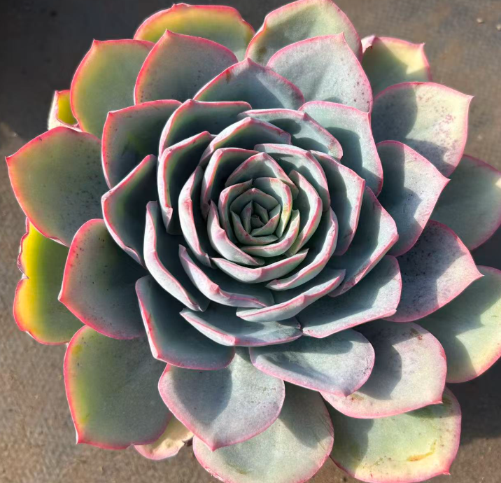 大单头蓝光叶展16-18cm    多肉