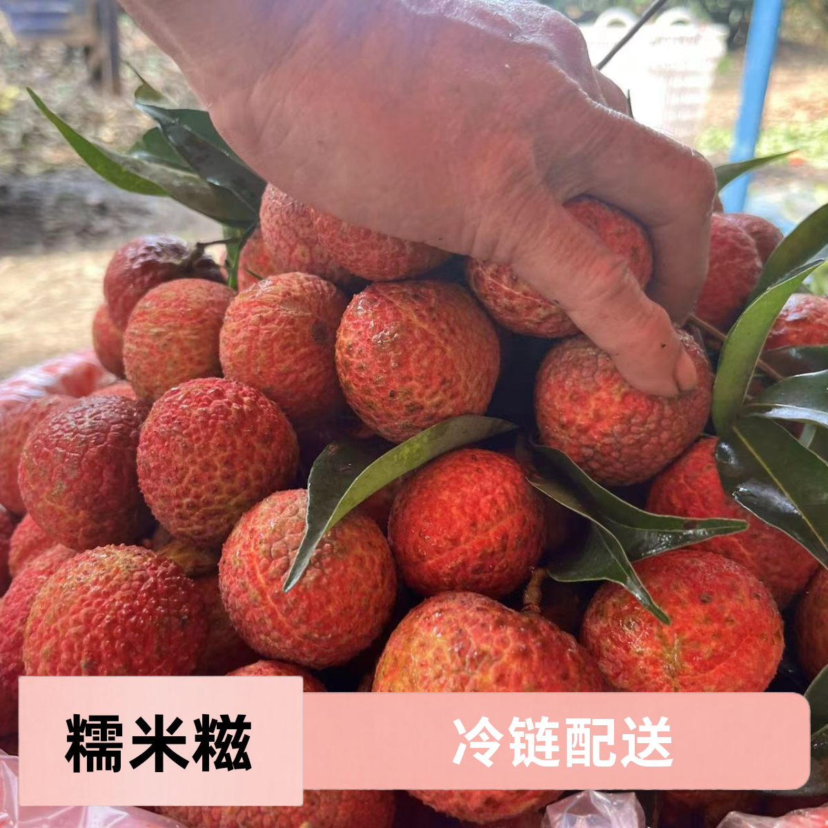 [农想家] 糯米糍 自有果园 现采现发 广东省冷链配送次日达