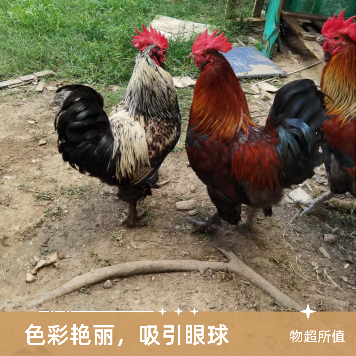 【桂林龙胜国家地理标识产品 】龙胜凤鸡 五谷原粮喂养高山散养300天以上 新鲜宰杀顺丰冷链送货上门3.5～4.5斤