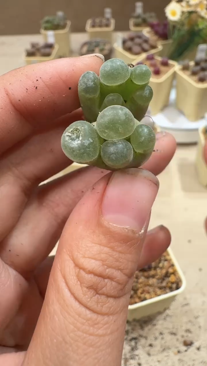 26-37多肉植物肉锥熊猫磁铁坠化